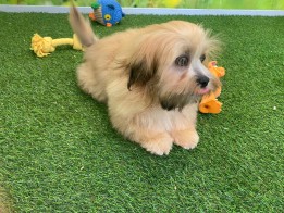 Lhasa Apso Adolescent Puppy for sale